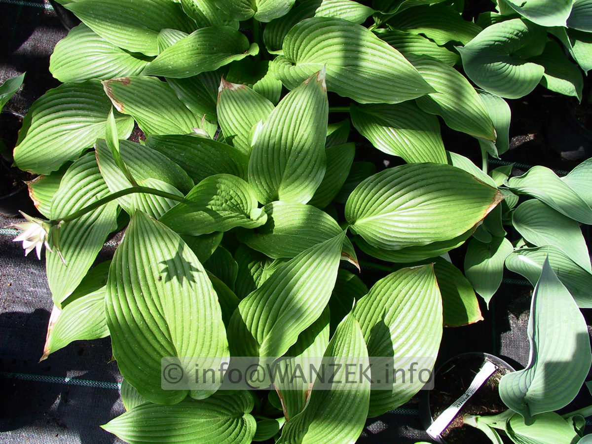 Hosta montana Praeflorens 4.jpg
